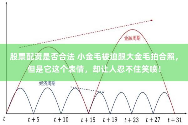 股票配资是否合法 小金毛被迫跟大金毛拍合照，但是它这个表情，却让人忍不住笑喷！